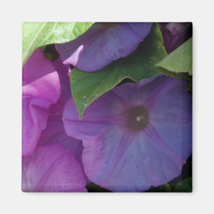 Morning Glory Flowers Magnet