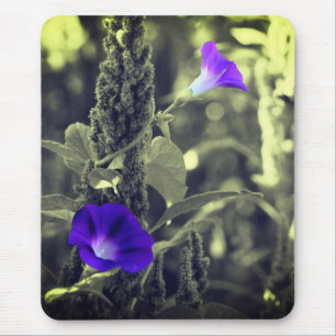 Morning Glory Flowers Mouse Pad