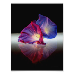 MORNING GLORY FLOWERS PHOTO PRINT