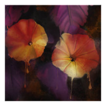 Morning Glory Flowers