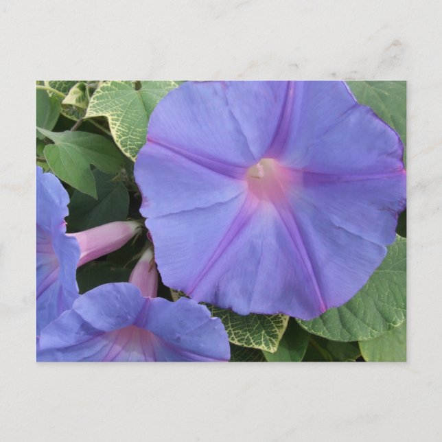 Morning Glory Flowers Postcard (Front)