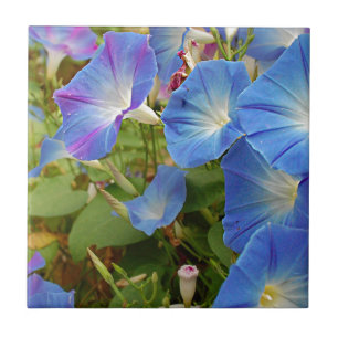 Morning Glory Flowers Tile