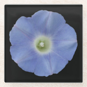 Morning Glory Glass Coaster