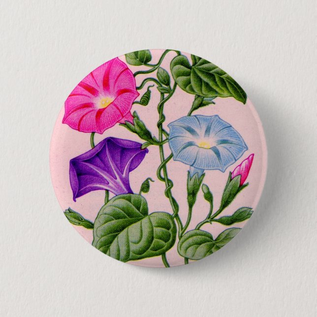 morning glory in blue and pink 2 inch round button (Front)