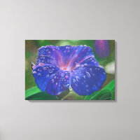 Morning Glory (Ipomoea Purpurea) Petals and Dew Dr