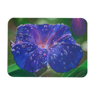 Morning Glory (Ipomoea Purpurea) Petals and Dew Dr Magnet