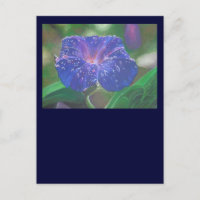 Morning Glory (Ipomoea Purpurea) Petals and Dew Dr