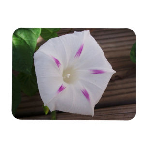 Morning Glory Magnet