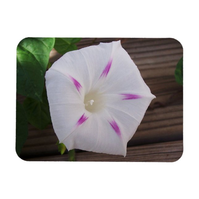 Morning Glory Magnet (Horizontal)