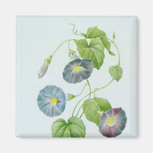 Morning Glory Magnet