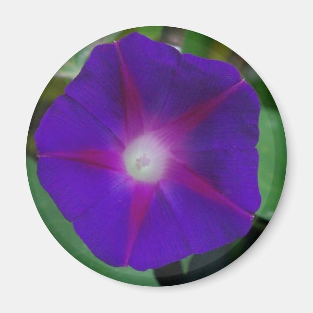MORNING GLORY MAGNET (Front)