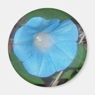 Morning Glory Magnet