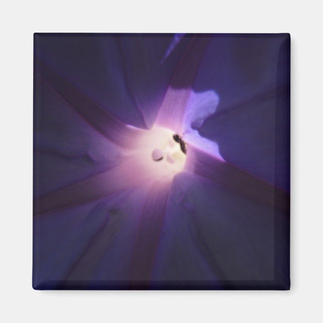 morning glory magnet (Front)