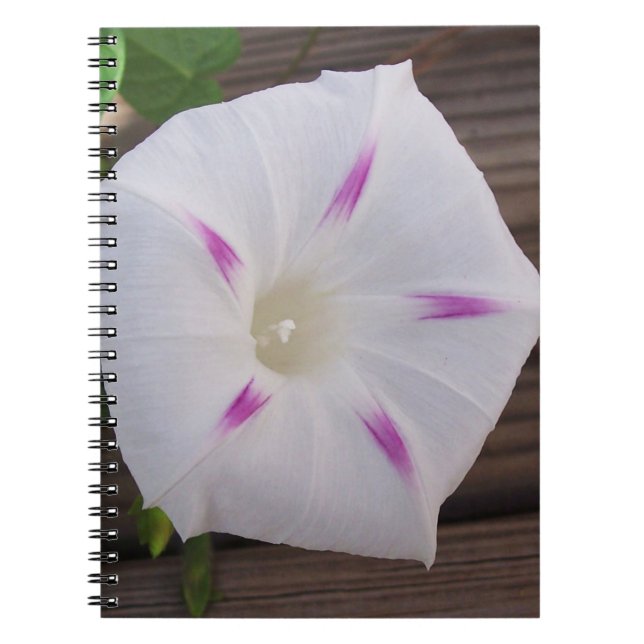 Morning Glory Notebook (Front)