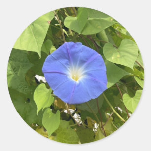 Morning Glory of Summer Classic Round Sticker