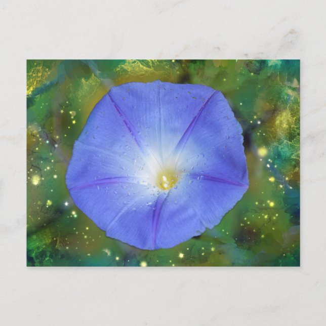 Morning Glory Post Card (Front)