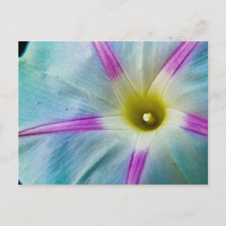 Morning Glory Postcard