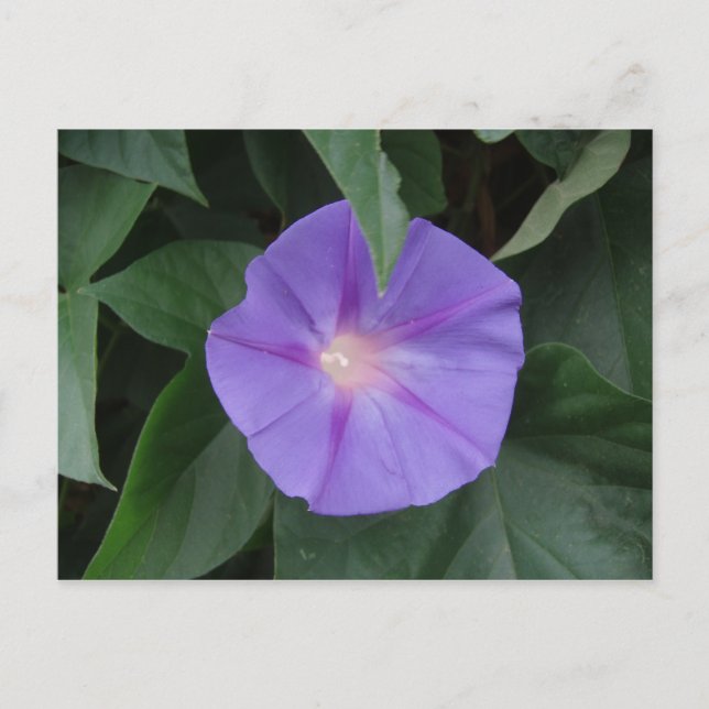 Morning Glory Postcard (Front)