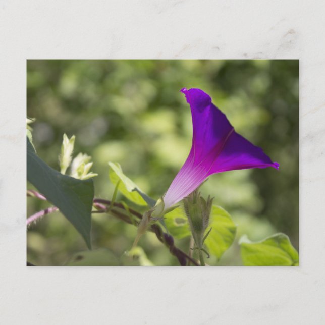 Morning Glory Postcard (Front)
