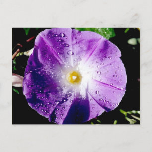 Morning Glory - postcard