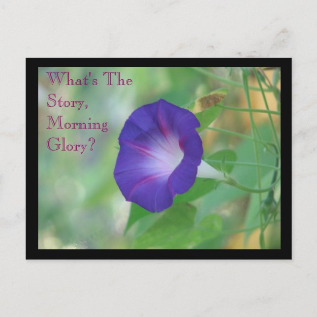 Morning Glory Postcard (Front)
