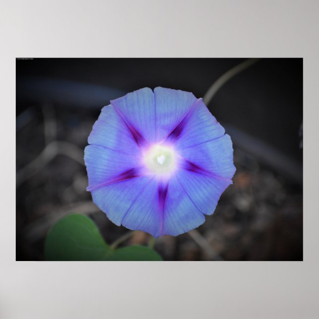 Morning Glory, Poster (Front)