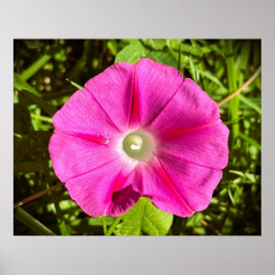 Morning Glory,  Poster