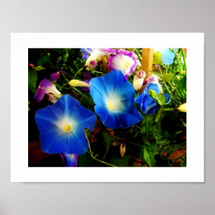 Morning Glory Poster