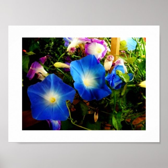 Morning Glory Poster (Front)