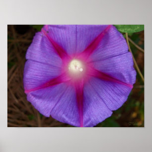 Morning Glory Poster