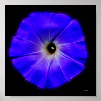 morning glory poster