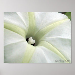 Morning Glory Poster