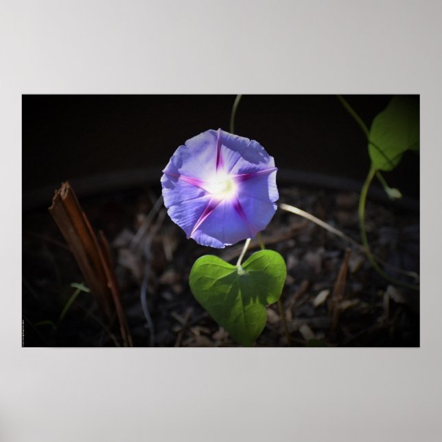 Morning Glory, Poster (Front)