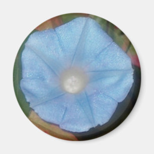 Morning Glory Star Magnet