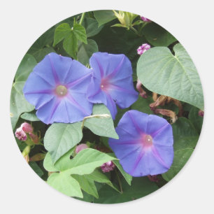 Morning Glory Stickers