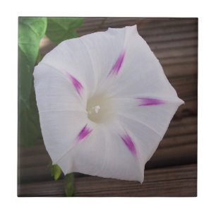 Morning Glory Tile