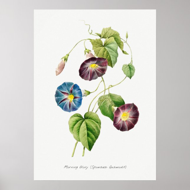 Morning Glory Vintage Botanical Illustration Poster (Front)