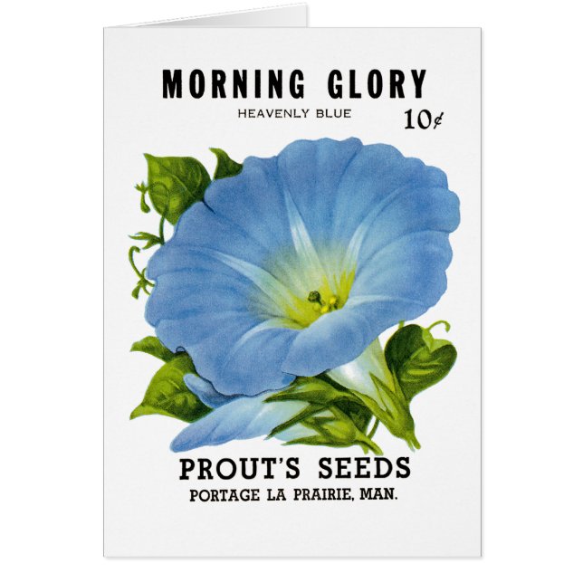 Morning Glory Vintage Seed Packet (Front)