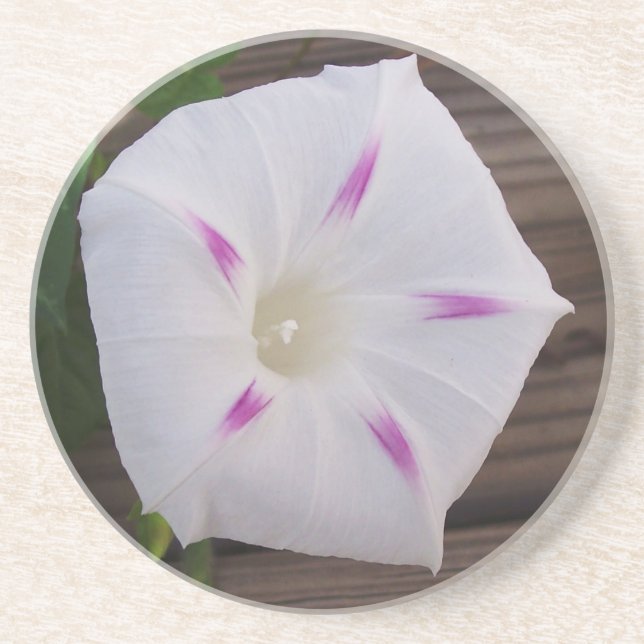 Morning Glory White Coaster (Front)