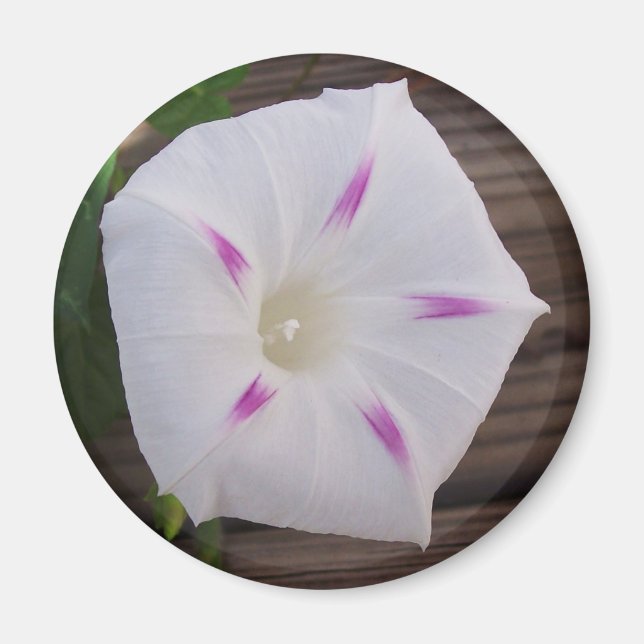 Morning Glory White Magnet (Front)