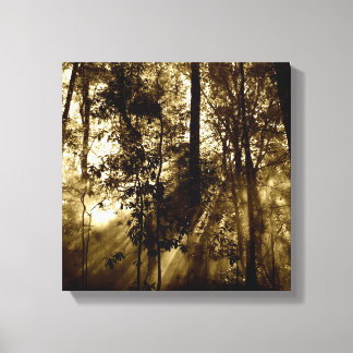 Morning in Forest Canvas Print