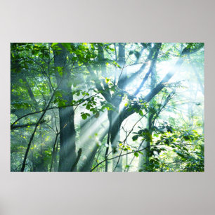 Morning in the Forest Poster