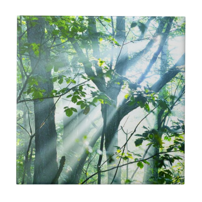 Morning in the Forest Tile (Front)