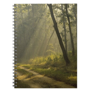 Morning light beams through trees in jungle notebook