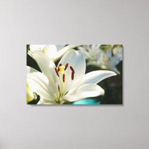 Morning Lily Canvas Print