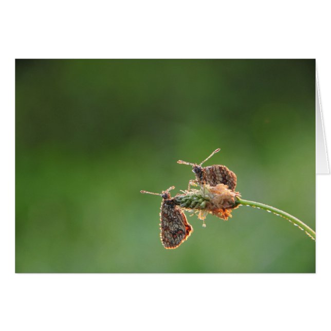 Morning Love - small butterflies (Front Horizontal)
