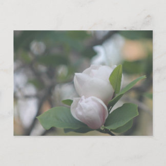 Morning Magnolia Postcard