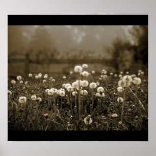 Morning Mist Dandelions poster