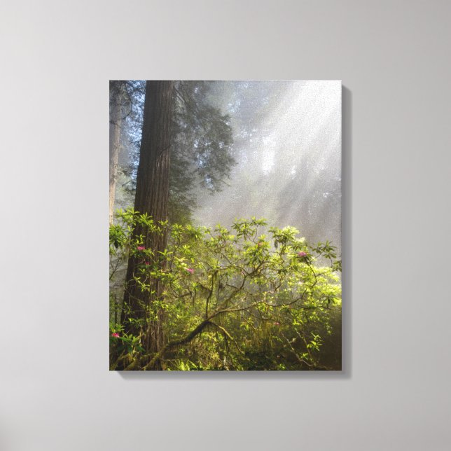 Morning Mist on Rhododendron Canvas Print (Front)