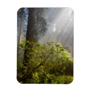Morning Mist on Rhododendron Magnet